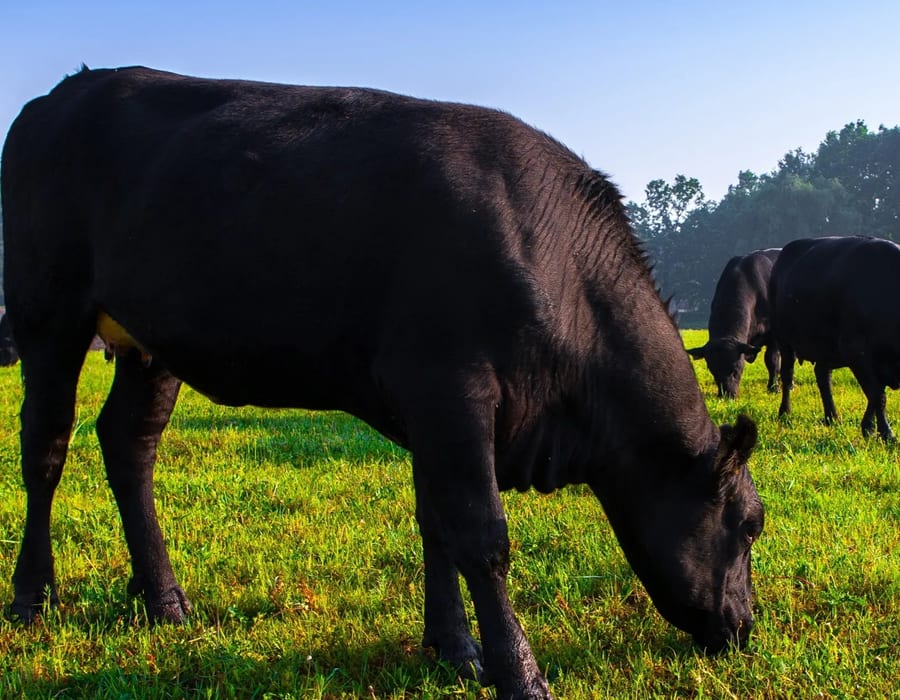 F n F Cattle Company ranch in Livingston, Texas
